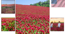Load image into Gallery viewer, Crimson Clover Seeds - 232,000 Heirloom Seeds for Cover Crops and Pollinators