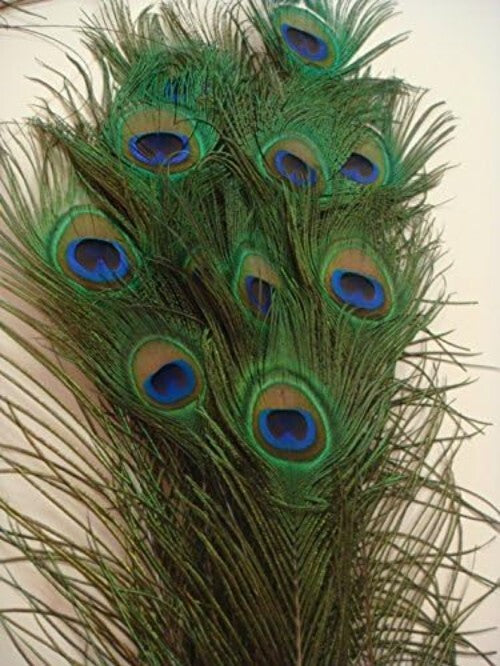 Vibrant 25 Pcs Peacock Feathers 45"-50" - Perfect for Crafting and Events