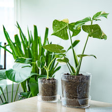 Load image into Gallery viewer, Lightweight Clear Acrylic Orchid Planter with Drainage - Ideal for Home Decor