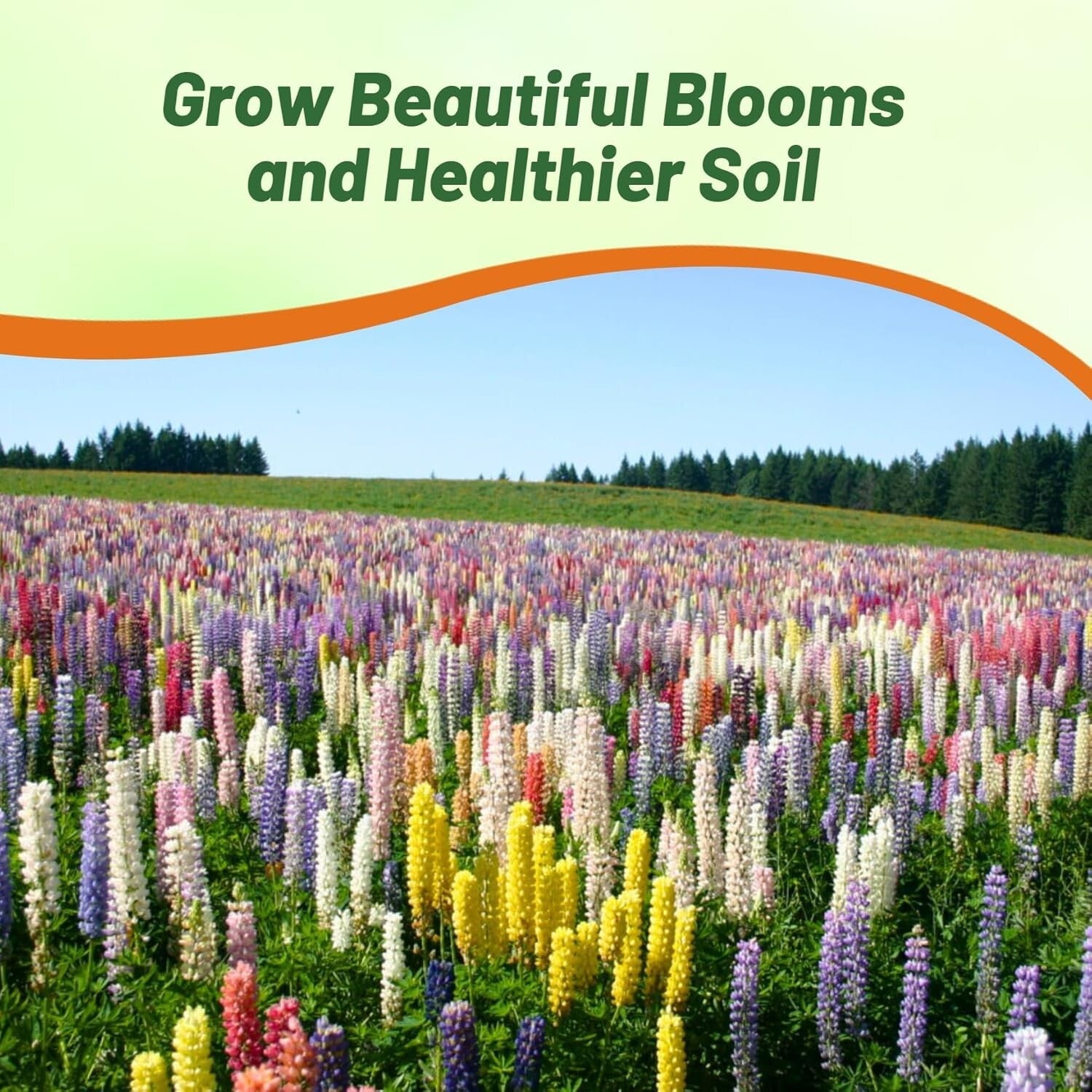 1 lb Mixed Russell Lupine Seeds - Perennial Wildflowers for Pollinator Gardens