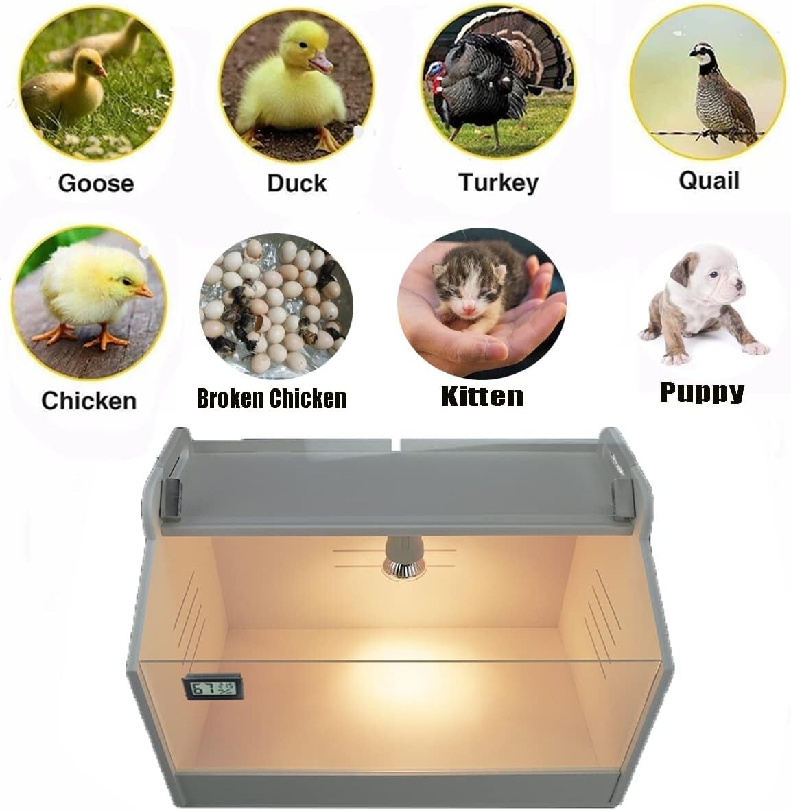 Compact Intelligent Brooder Box for 10-15 Chicks & Quail - Digital Temp Control