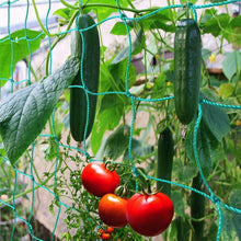 Load image into Gallery viewer, UV Stabilized Garden Trellis Netting for Tomatoes &amp; Vines - 2-Pack 32.8' x 6.6'