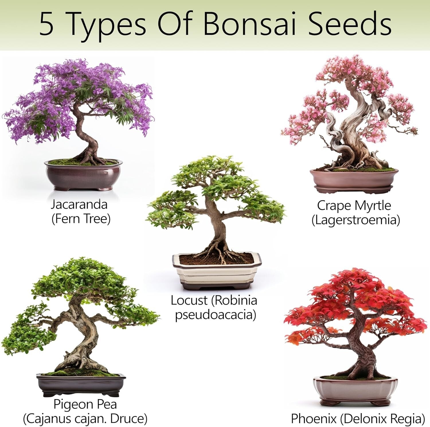 Organic Bonsai Tree Growing Kit with Easy Instructions – Ideal for Beginners