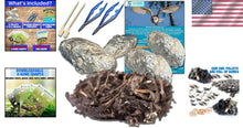 Load image into Gallery viewer, Educational Owl Pellet Dissection Kit with Variety of Sizes - Ideal for Ages 15+