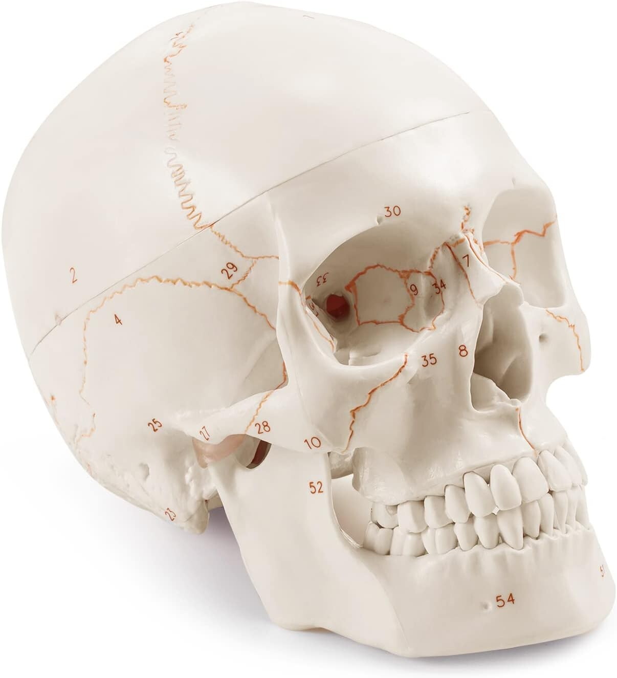 Non-Toxic PVC Life-Size Anatomical Skull with Permanent Laser Fonts for Learning