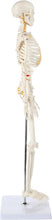 Load image into Gallery viewer, Lightweight 31" Mini Skeleton Anatomy Model - Perfect for Halloween or Classroom