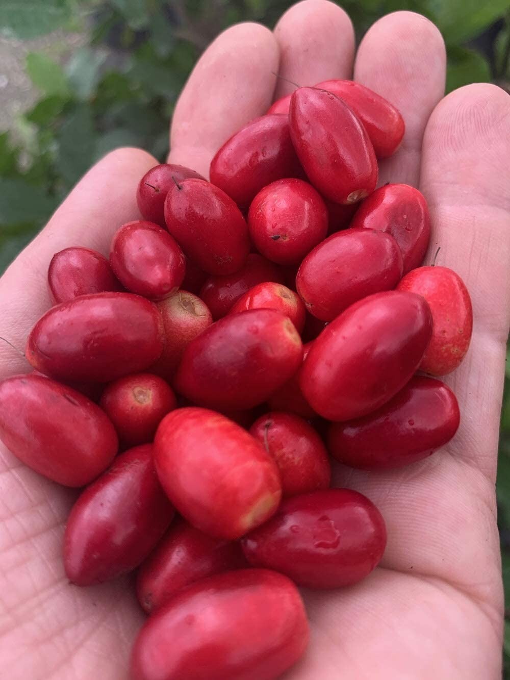 Bulk Miracle Berries: 175 Freeze-Dried Berry Halves for Sweetening Sour Foods