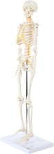 Load image into Gallery viewer, Lightweight 31" Mini Skeleton Anatomy Model - Perfect for Halloween or Classroom