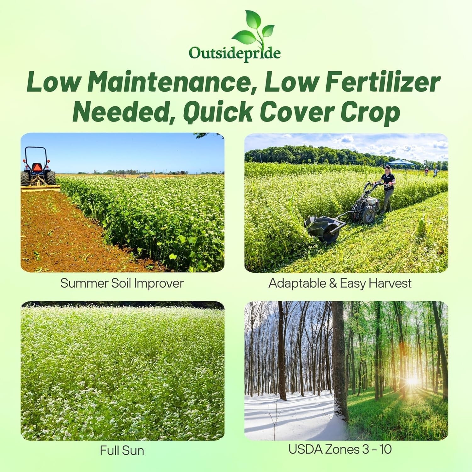 Buckwheat Seeds - 10lbs for Sustainable Cover Crop & Biodiversity Enhancement