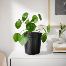 Load image into Gallery viewer, Versatile 5 Gallon Plant Pots - Soft Plastic Nursery Pots for Indoor/Outdoor Use