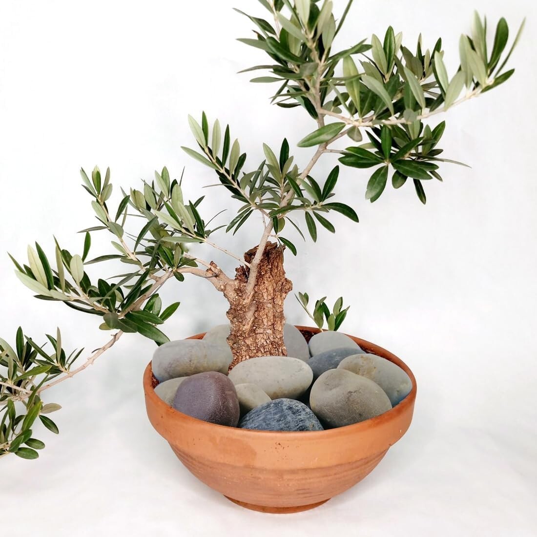 Hand-Picked 3-4" River Pebbles for Fish Tanks and Elegant Landscaping Solutions