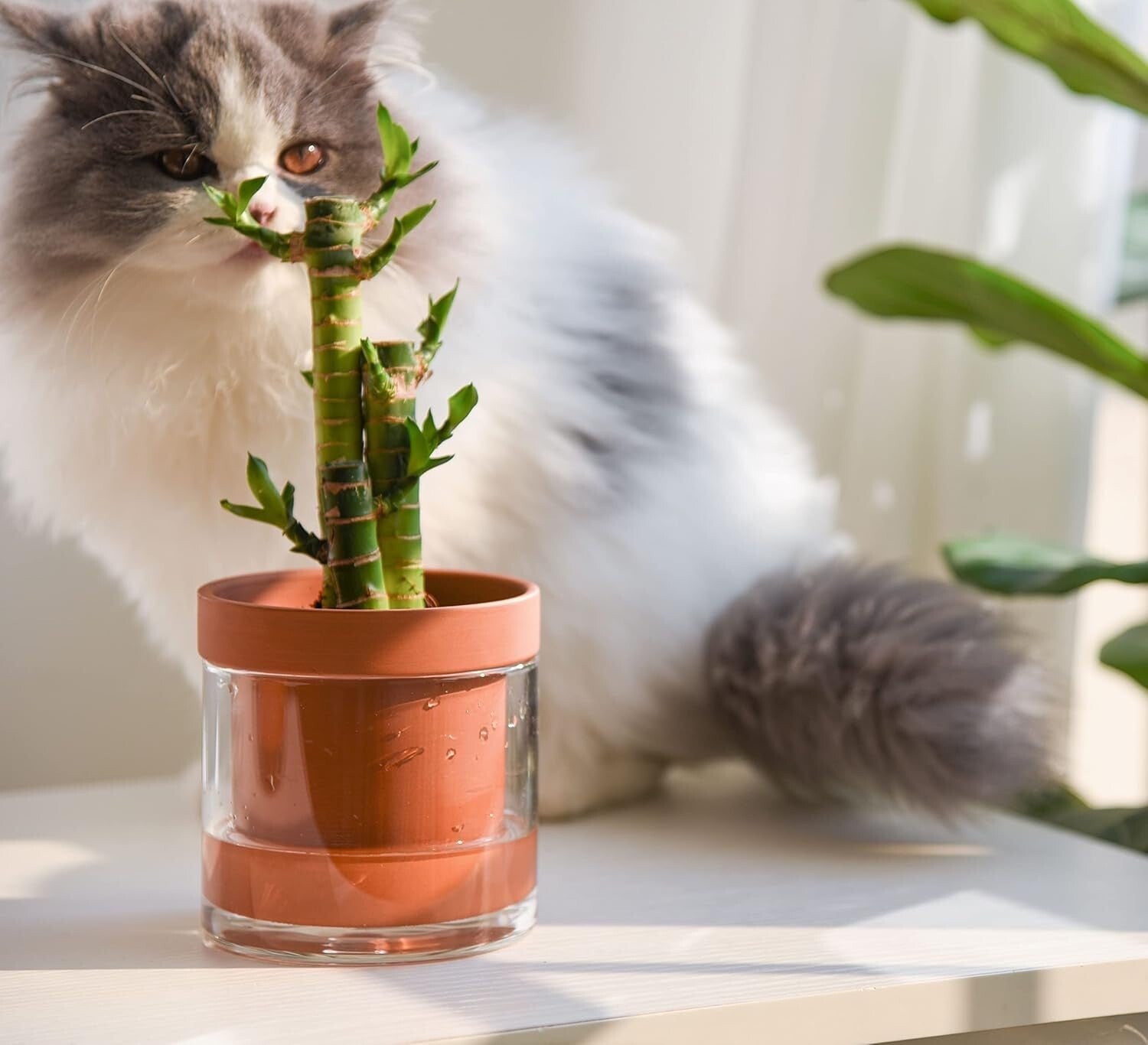 4-Inch Terracotta Clay Pot with Glass Reservoir for Hassle-Free Indoor Planting