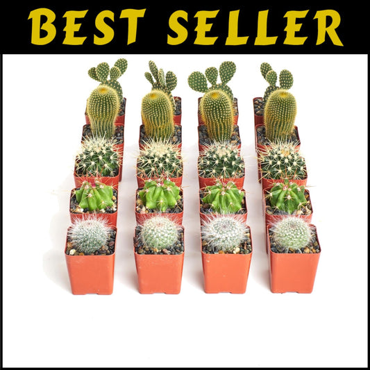 Assorted Live Mini Cactus Plants – Easy Care Bulk Pack of 256 for Any Occasion