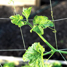 Load image into Gallery viewer, Commercial Grade Nylon Trellis Netting - 3.5 Inch Squares for Optimal Crop Yield