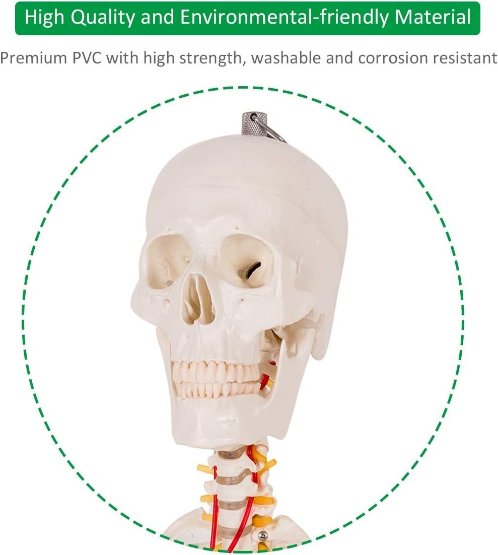 70.8" Life-Size Skeleton Model with Detachable Parts - Ideal for Medical Studies