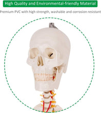 Load image into Gallery viewer, 70.8" Life-Size Skeleton Model with Detachable Parts - Ideal for Medical Studies