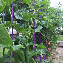 Load image into Gallery viewer, Metallic Green 5ft Tomato Cage Set - 6 Sturdy Stakes with Clips for Garden Use