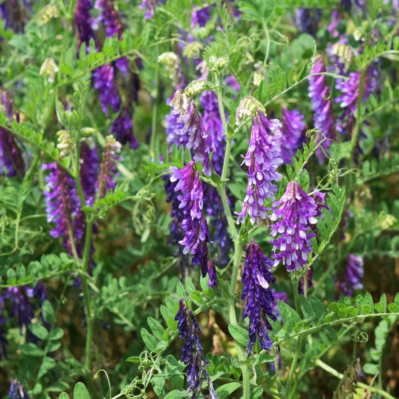 Pollinator Friendly Hairy Vetch Seeds - 10 Lbs for Soil Health & Biodiversity
