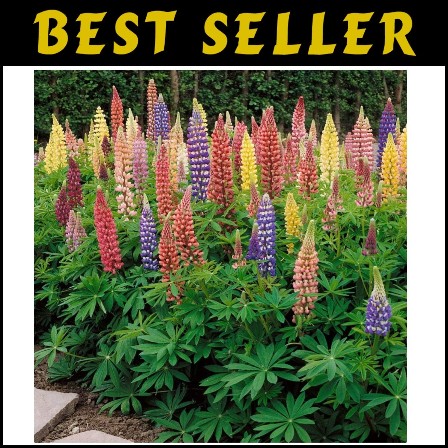 1 lb Mixed Russell Lupine Seeds - Perennial Wildflowers for Pollinator Gardens