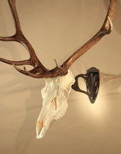 Load image into Gallery viewer, Robust XL Trophy Skull Mount with Adjustable Prongs - Secure Display Solution