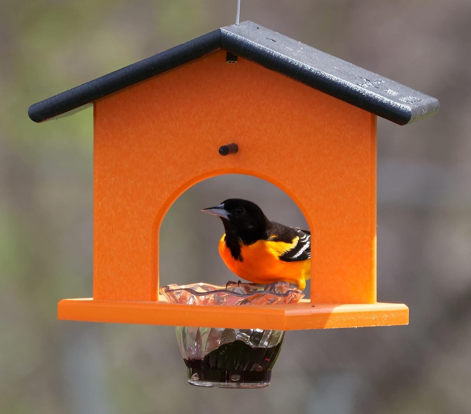 Stunning Black & Orange Oriole Feeder with Grape Jelly Dish - Weather Resistant