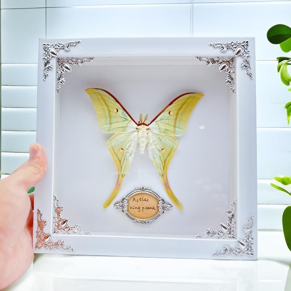 Real Framed Butterfly & Moth Specimens in Solid Wood - Unique Nature Decor