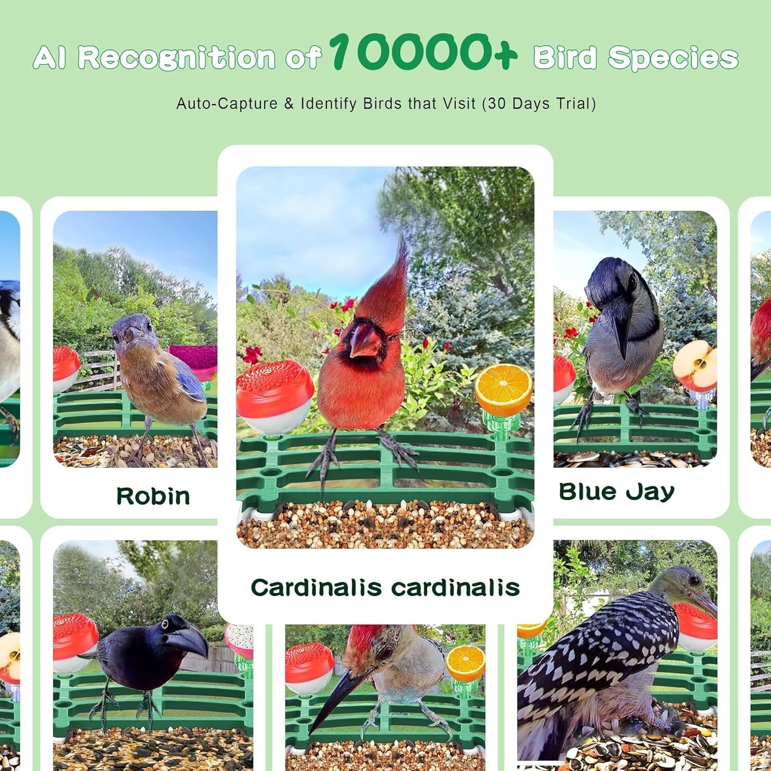 Weatherproof Bird Feeder Camera with Live View – Instant Notifications & Sharing