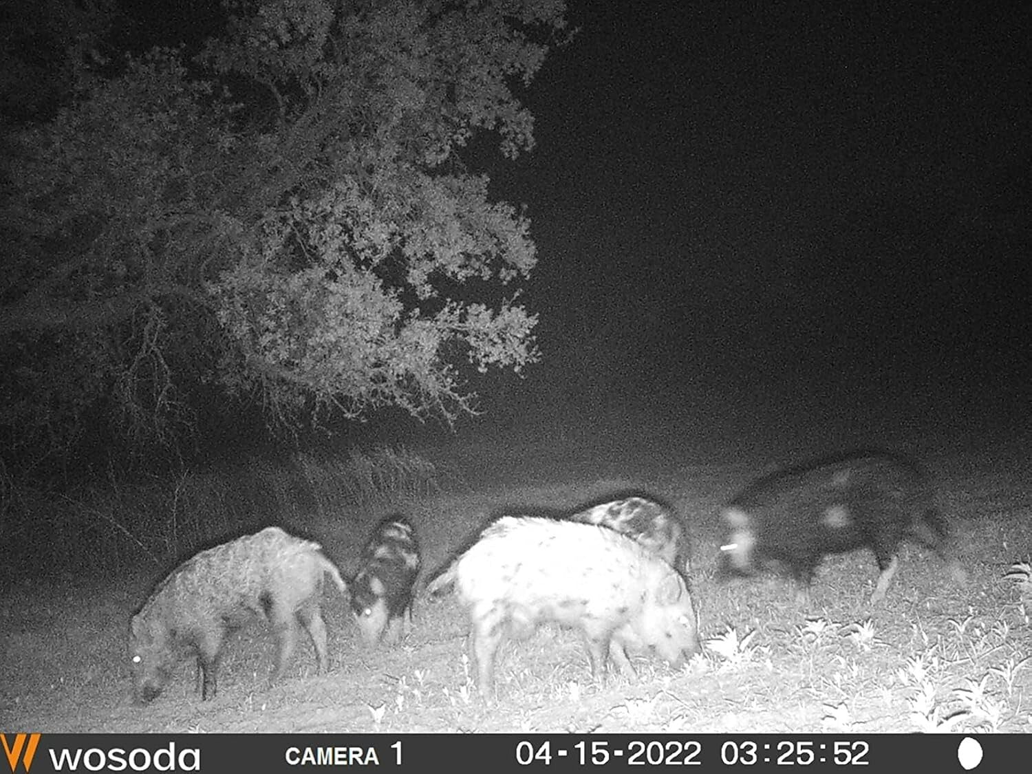 Eco-Friendly Motion Sensor Solar Hog Lighting with 20 LED Green Lights - 2 Pack