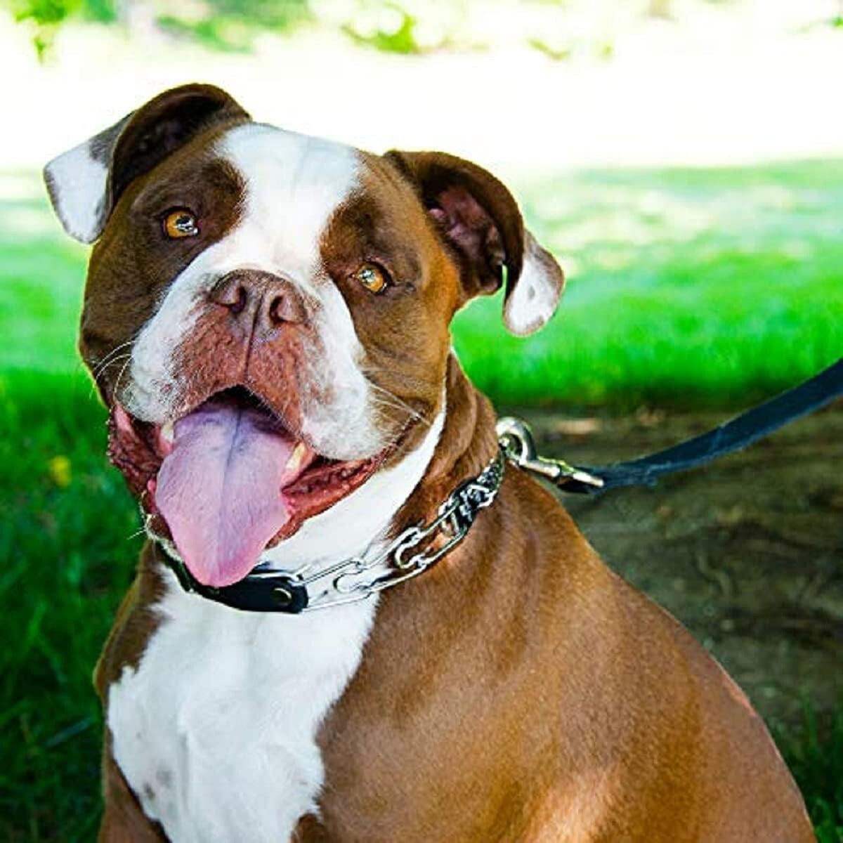 German-Made Prong Collar for Effective Dog Training - Quick Release, 20-25" Neck