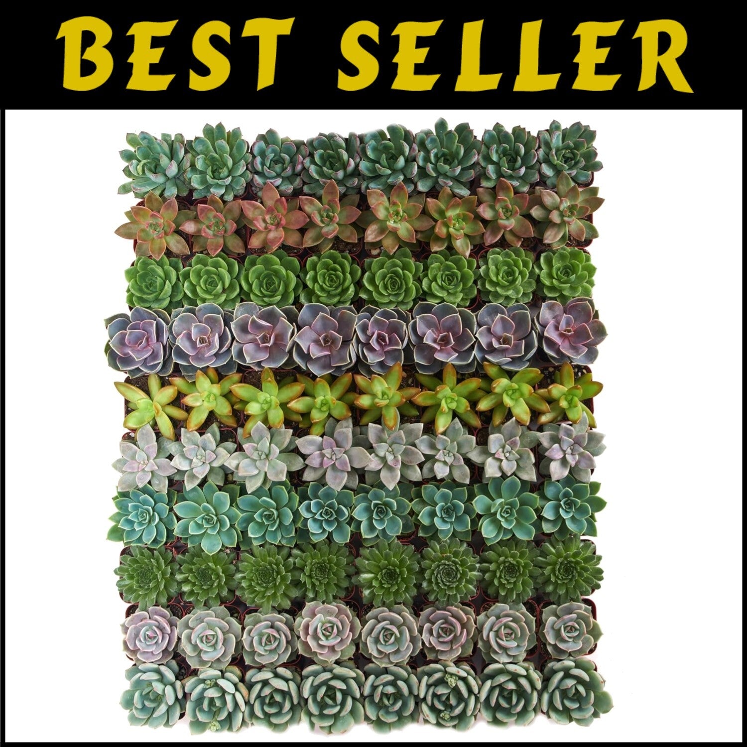 Charming Rosette Succulent Plant Pack - 100 Unique Live Succulents for Gifting