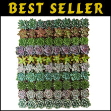 Load image into Gallery viewer, Charming Rosette Succulent Plant Pack - 100 Unique Live Succulents for Gifting
