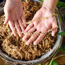 Load image into Gallery viewer, Long Fiber Sphagnum Moss - 2.1lbs for Superior Water Retention &amp; Plant Vitality