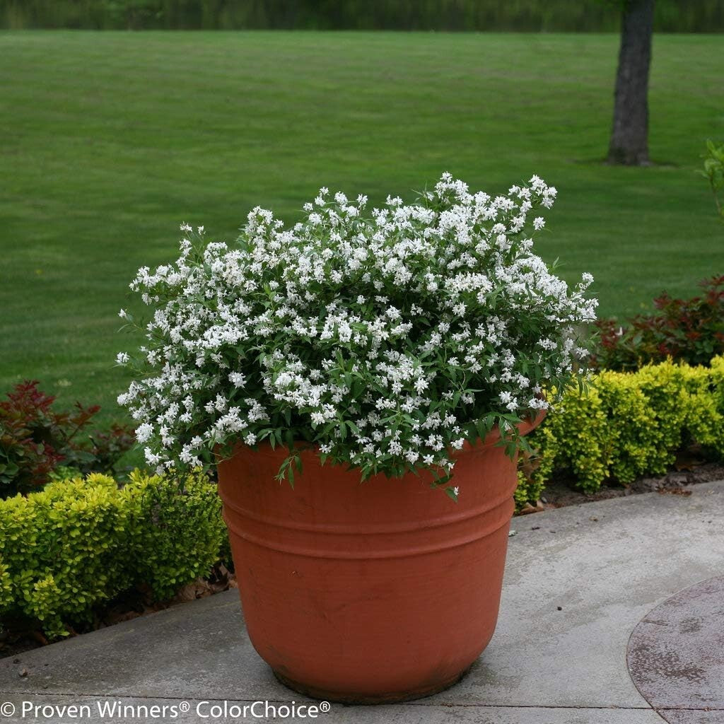 Fully-rooted Yuki Snowflake Deutzia Shrub - Blooming White Elegance in Spring