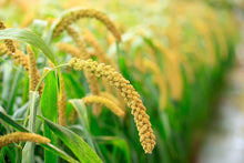 Load image into Gallery viewer, 15 lbs Organic Whole Grain Millet - Versatile, Gluten-Free, and Kosher