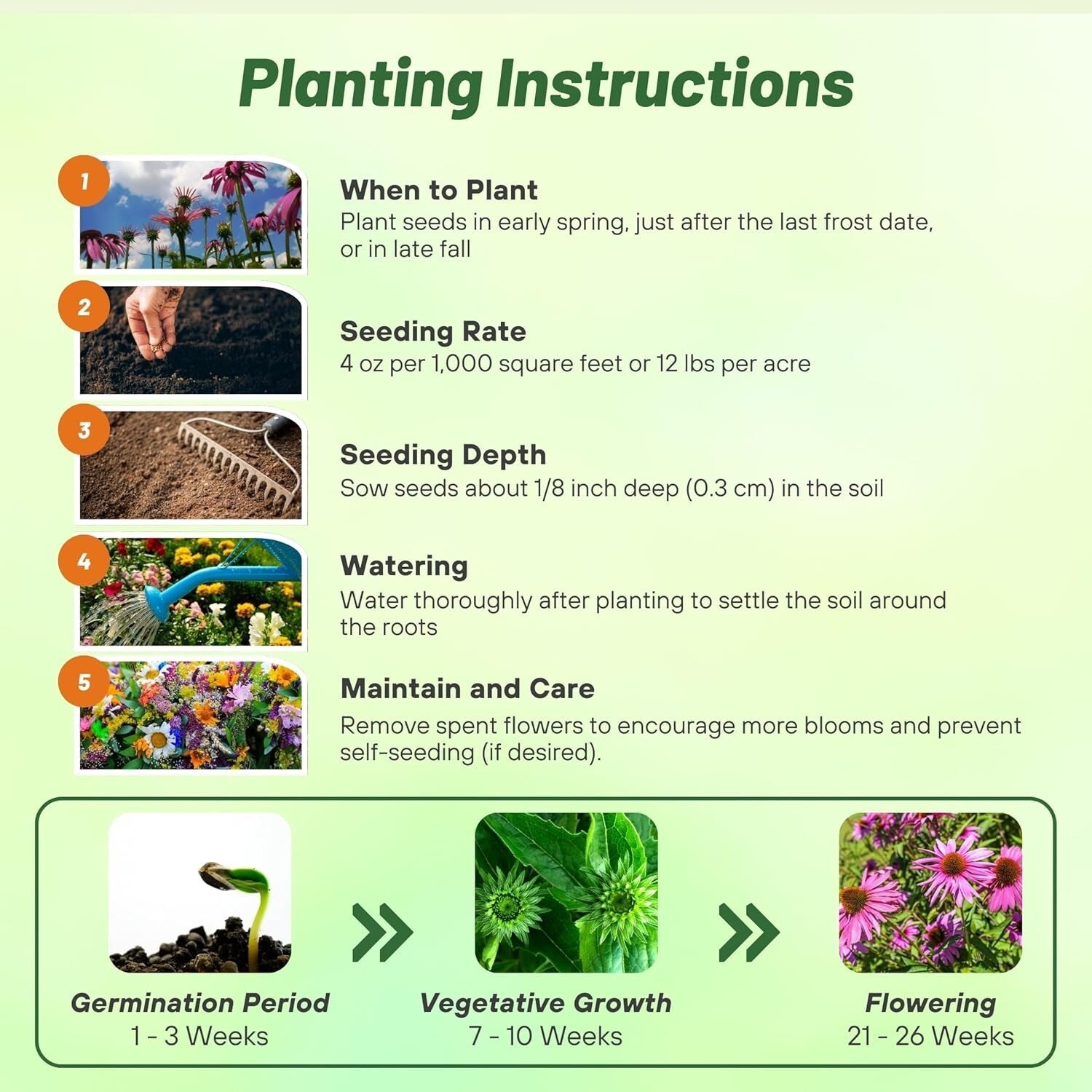 Purple Echinacea Flower Seeds - Deer-Resistant, Pollinator-Friendly Perennials