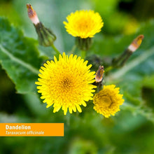 Load image into Gallery viewer, Liquid Dandelion Extract, 4 oz - Certified Organic for Natural Detox Boost