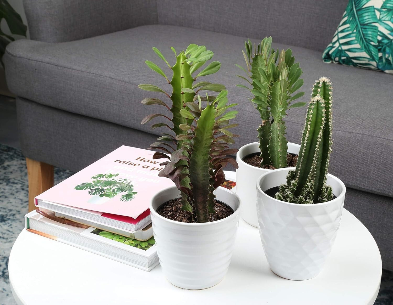 Assorted Live Cactus Collection - Easy-Care Indoor/Outdoor Plants, 10 Inch