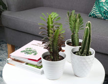 Load image into Gallery viewer, Assorted Live Cactus Collection - Easy-Care Indoor/Outdoor Plants, 10 Inch