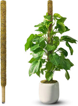 Load image into Gallery viewer, Large 59-Inch Moss Stake for Tall Indoor Plants - Durable &amp; Elegant Support Pole