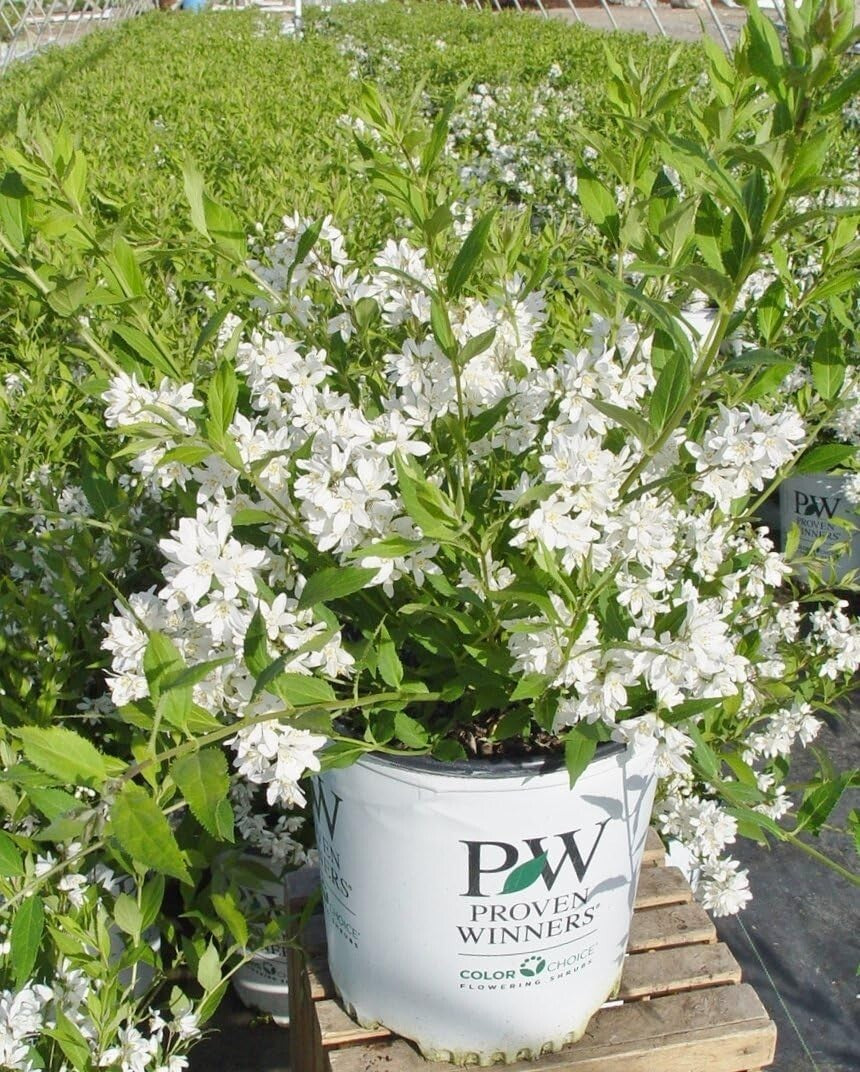 Fully-rooted Yuki Snowflake Deutzia Shrub - Blooming White Elegance in Spring