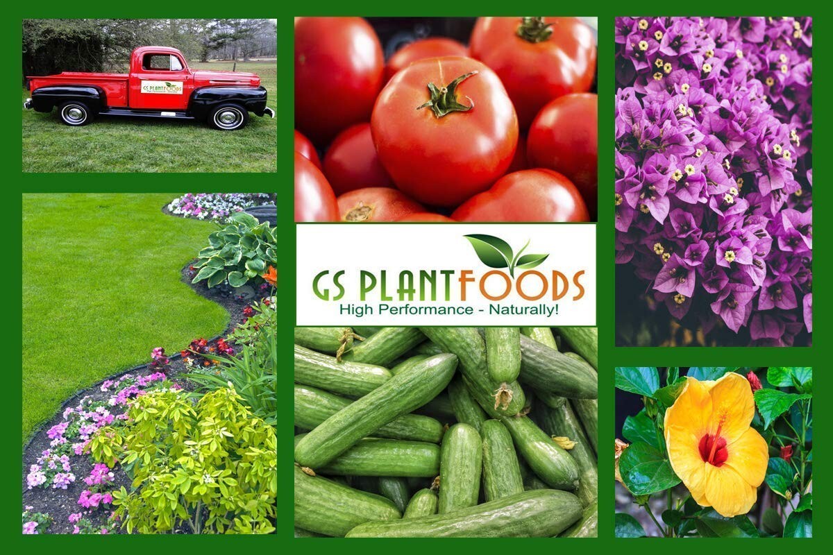 Organic Fish and Kelp Fertilizer - 1 Gallon Liquid for Healthy Plants & Soil