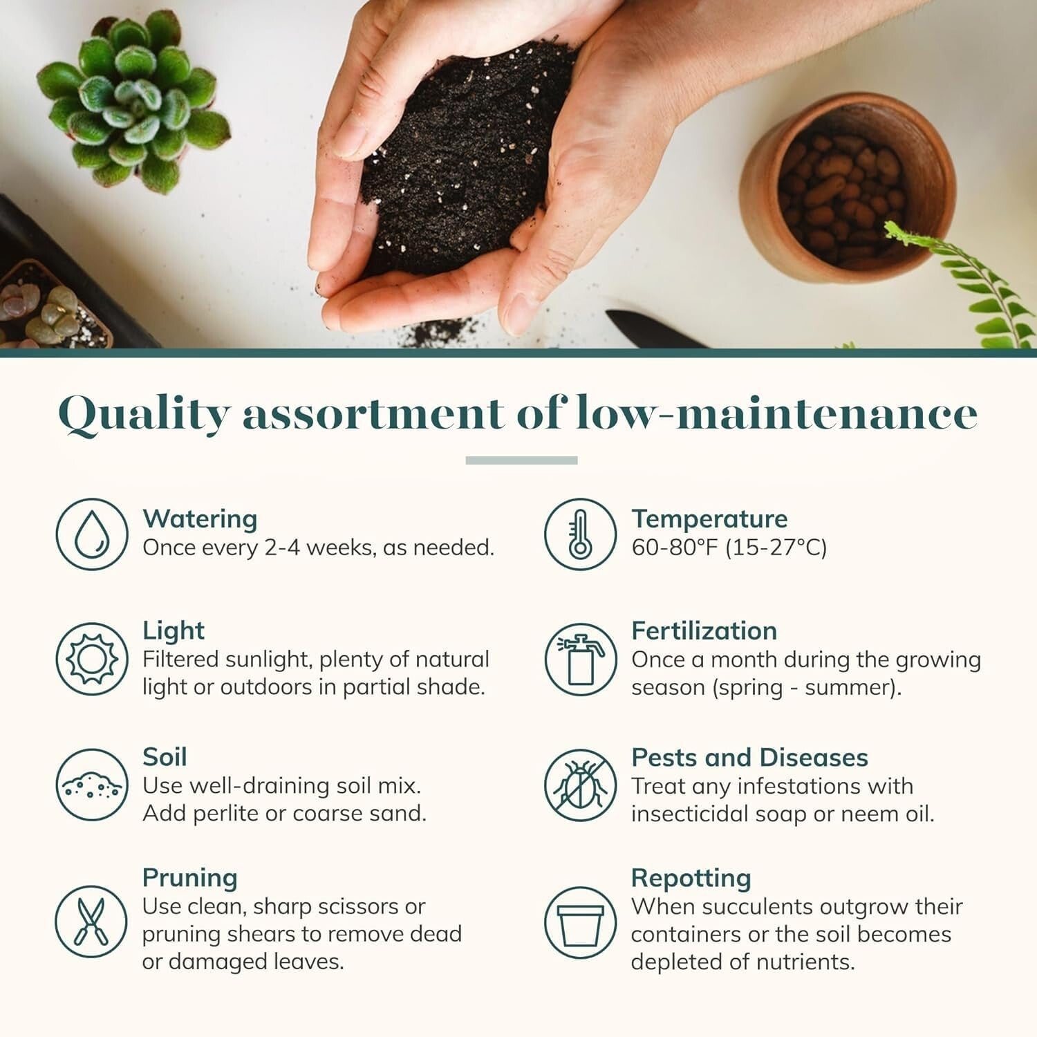 Charming Rosette Succulent Plant Pack - 100 Unique Live Succulents for Gifting