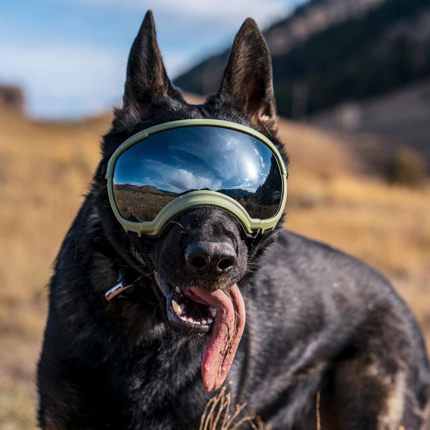 V2 X-Large Dog Goggles in Black - Protective Eyewear for Active Pups