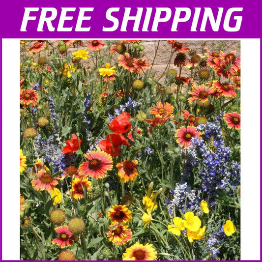 5 lbs Drought-Tolerant Flower Seeds Blend for Pollinators – Spring to Fall Color
