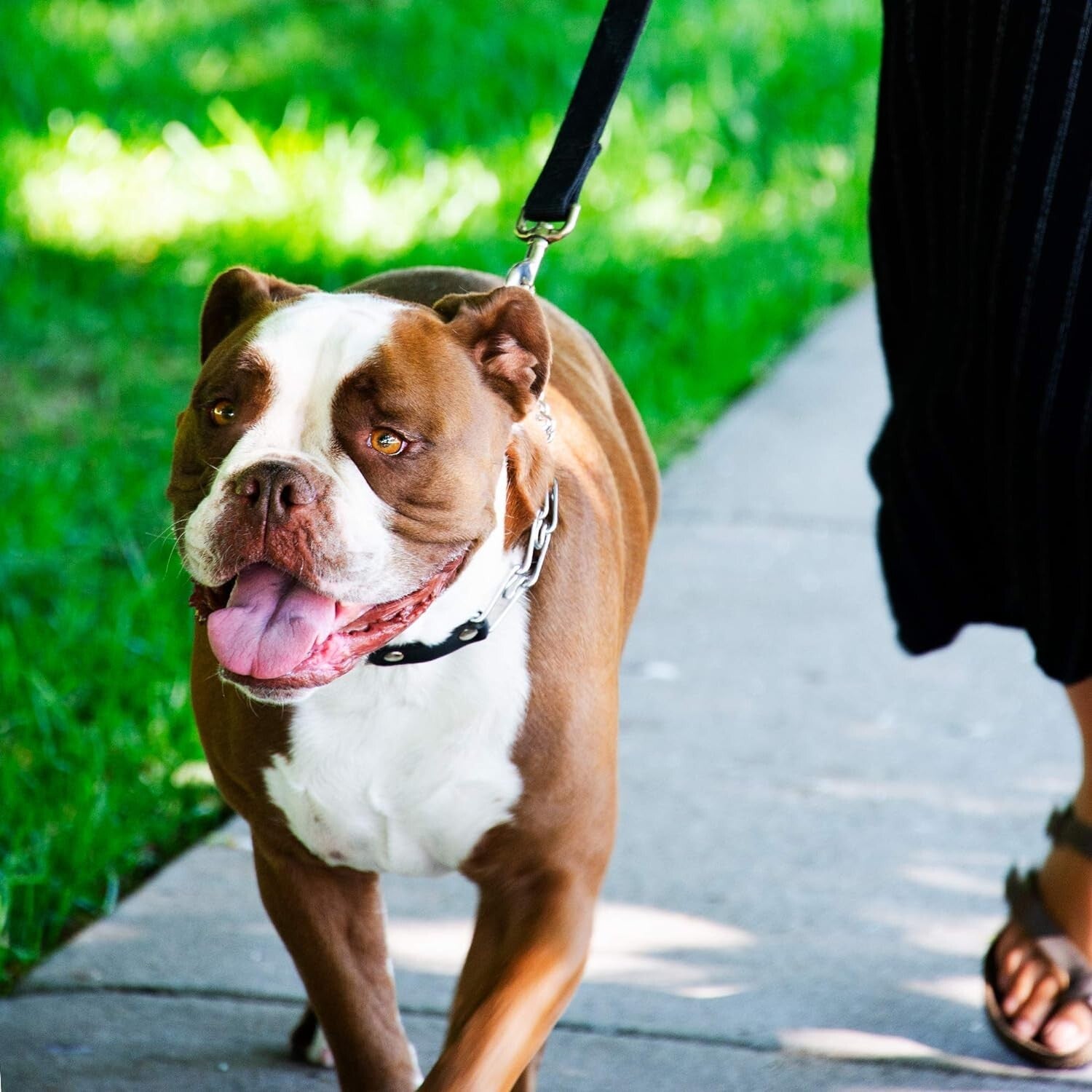 German-Made Prong Collar for Effective Dog Training - Quick Release, 20-25" Neck