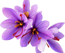 Load image into Gallery viewer, Premium 20 Jumbo Crocus Sativus Bulbs - Ideal for Fall Blooming &amp; Outdoor Use