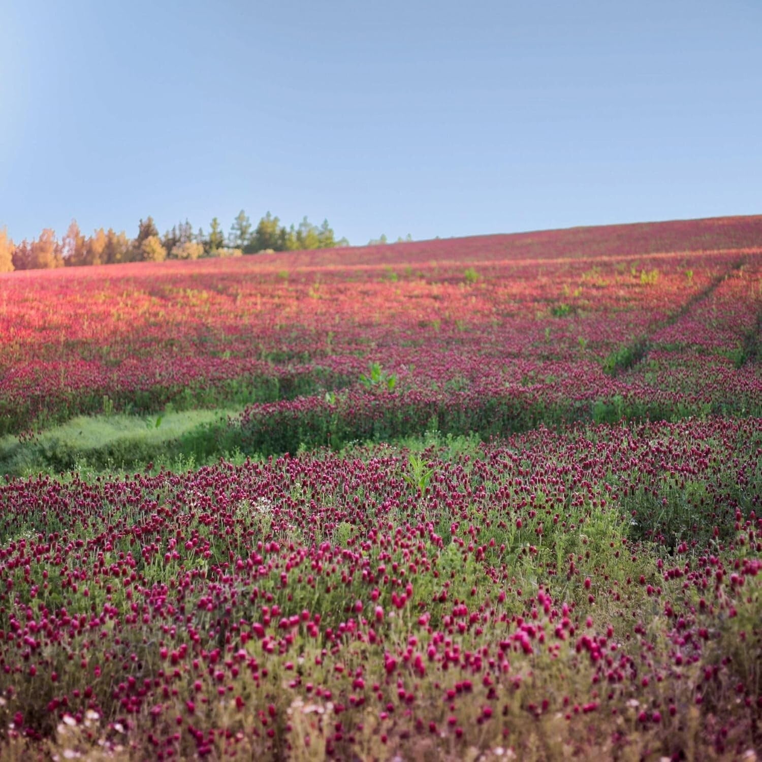 Crimson Clover Seeds - 232,000 Heirloom Seeds for Cover Crops and Pollinators