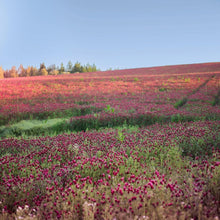 Load image into Gallery viewer, Crimson Clover Seeds - 232,000 Heirloom Seeds for Cover Crops and Pollinators