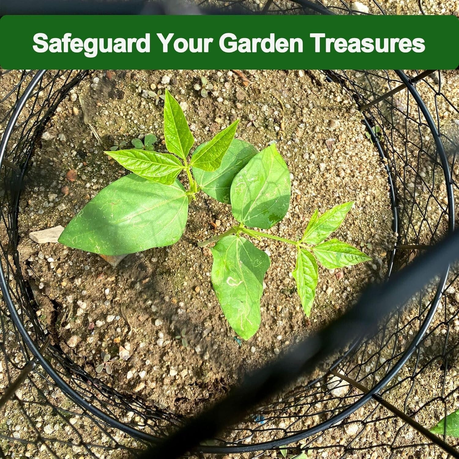 Durable 6-Pack Plant Protectors - 13" Diameter Garden Cloches Against Pests