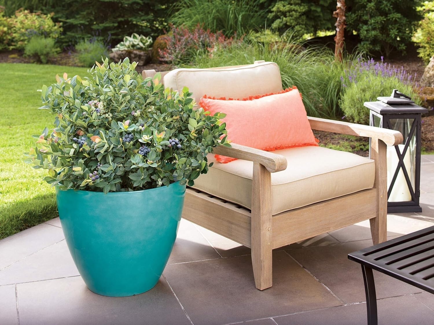 Bushel and Berry Pink Icing Blueberry Edible Shrub - Gorgeous Year-Round Foliage